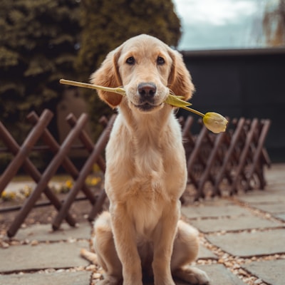 Dog avatar